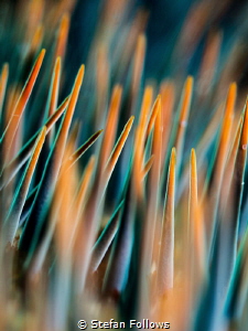 Spellbound ... ! Crown of Thorns - Ancanthaster planci. K... by Stefan Follows 